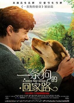 一条狗的回家路免费在线观看